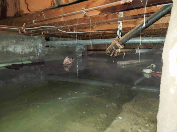 Best Local water damage restoration  in Borger, TX