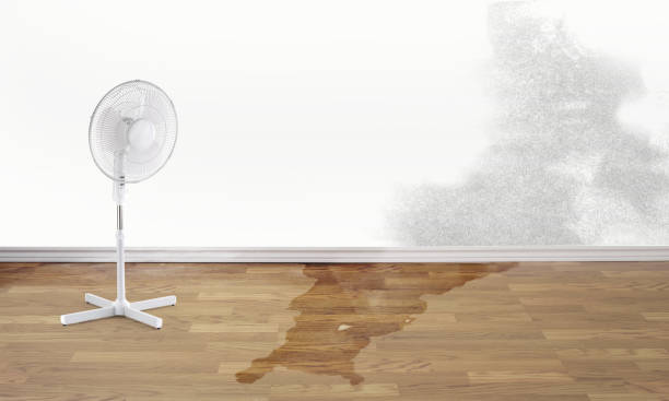 Best Water damage cleanup near me  in Borger, TX