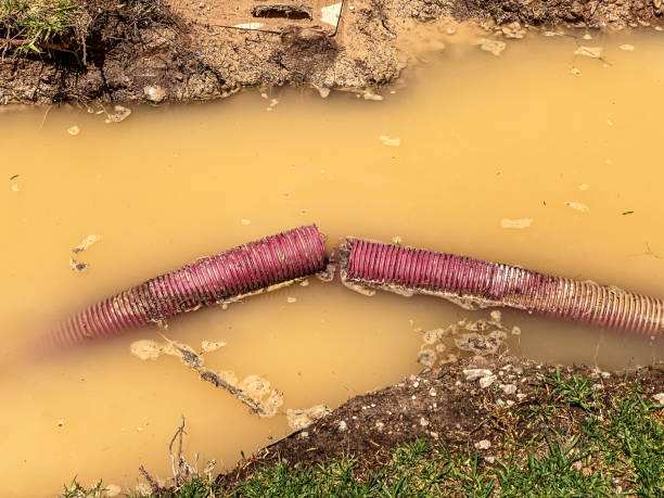 Best Mold removal after water damage  in Borger, TX